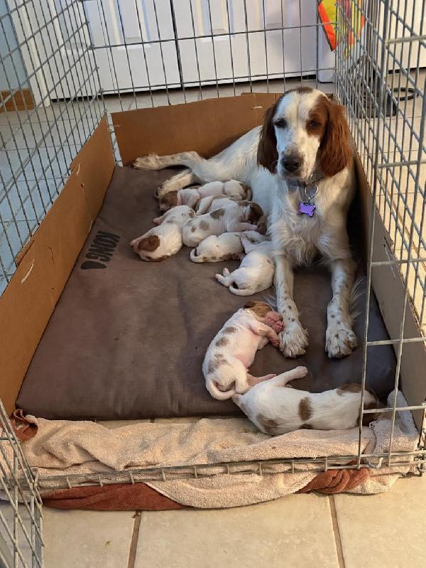 VIP CANINE COURIERS Irish Red and White Setter