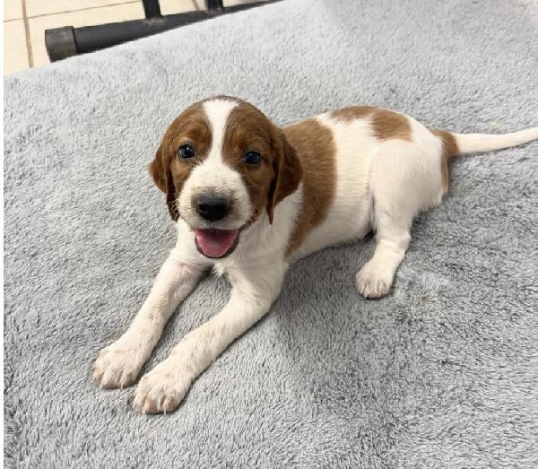 VIP CANINE COURIERS Irish Red and White Setter