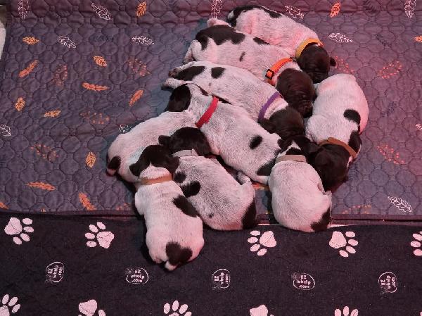 WIREHAIRED POINTING GRIFFON PUPPIES Wirehaired Pointing Griffon