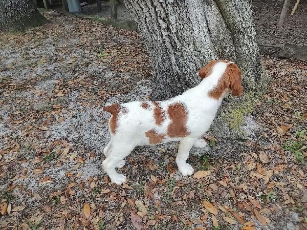 MALE BRITTANY STARTED PUP American Brittany