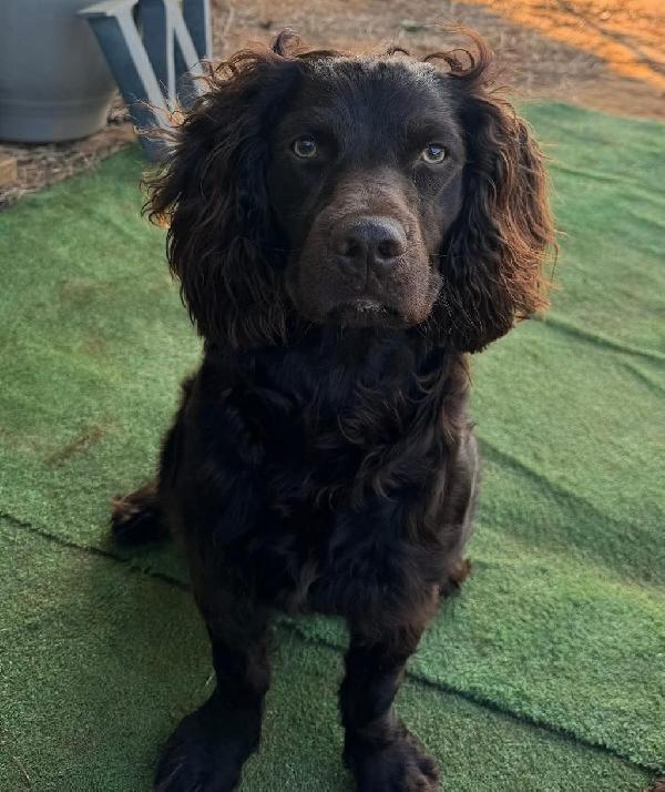 BOYKIN PUPPIES Boykin Spaniels