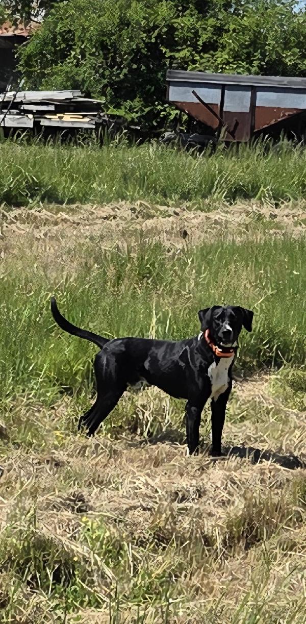 HYBRID FLUSHER English Pointer