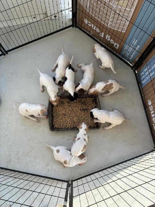 HUNTING/PRESERVE ENGLISH POINTER FOR SALE English Pointer