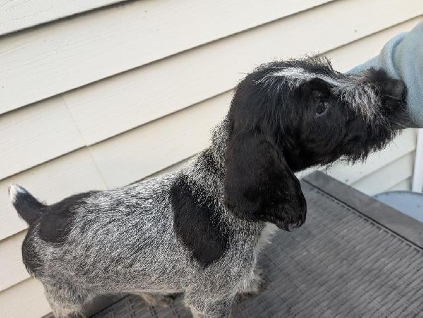 TWO MALE GERMAN WIREHAIRED POINTER German Wirehaired Pointer