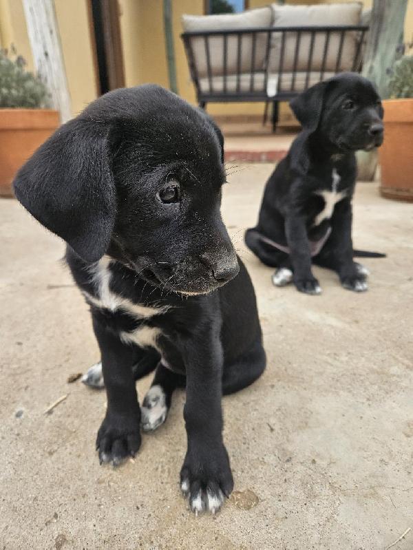 LABRADOR RETRIEVER | BLUE HEELERS Labrador Retriever