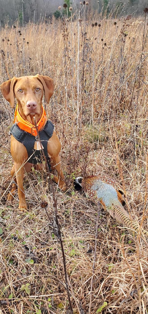 VIZSLA LITTER ANNOUNCEMENT Hungarian Vizsla