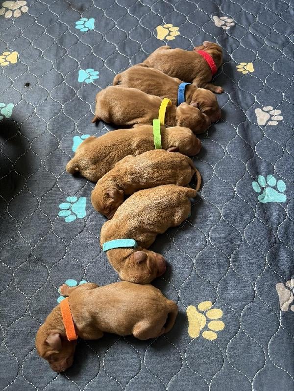 VIZSLA LITTER ANNOUNCEMENT Hungarian Vizsla