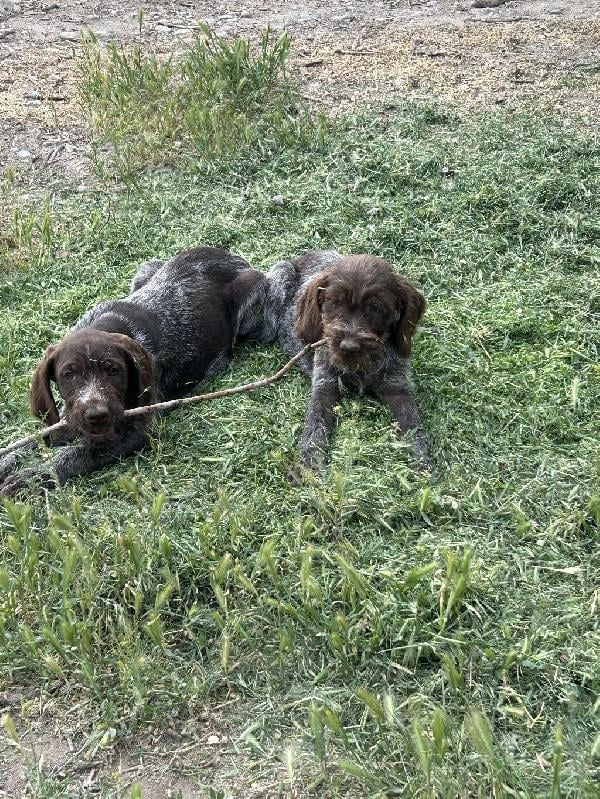 WPG PUPS AVAILABLE Wirehaired Pointing Griffon