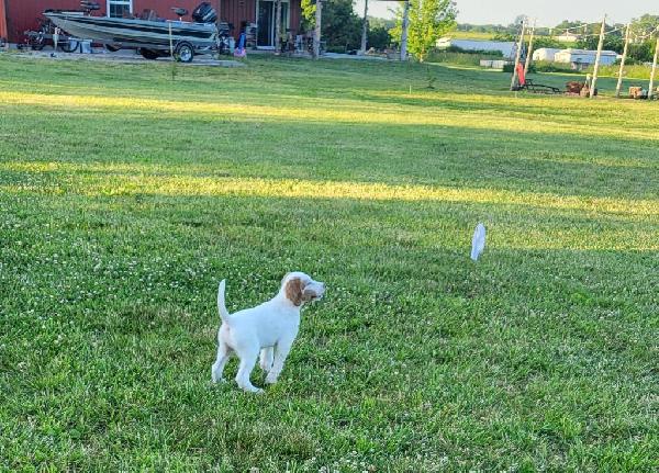 ENGLISH SETTER PUPPIES English Setter