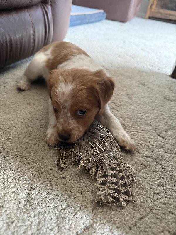 FRENCH BRITTANY SPANIEL HUNTING PUPS French Brittany