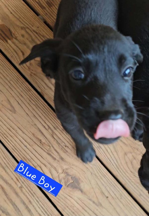 AKC LAB PUPPIES FOR SALE Labrador Retriever
