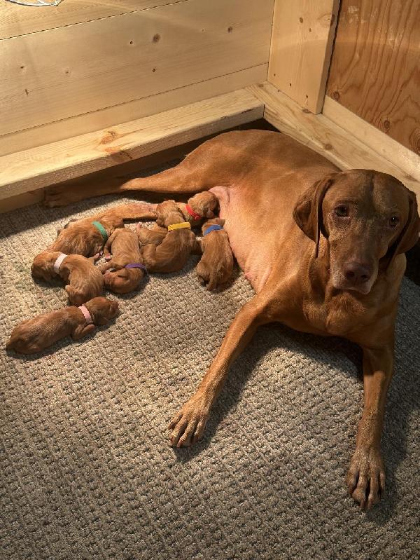 VISZLA PUPPIES - CHAMPION PEDIGREE Hungarian Vizsla