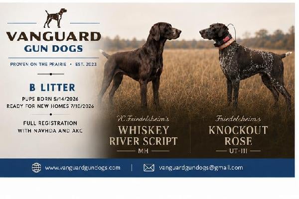 NAVHDA & WILD BIRD PROVEN GSP PUPPIES German Shorthaired Pointer