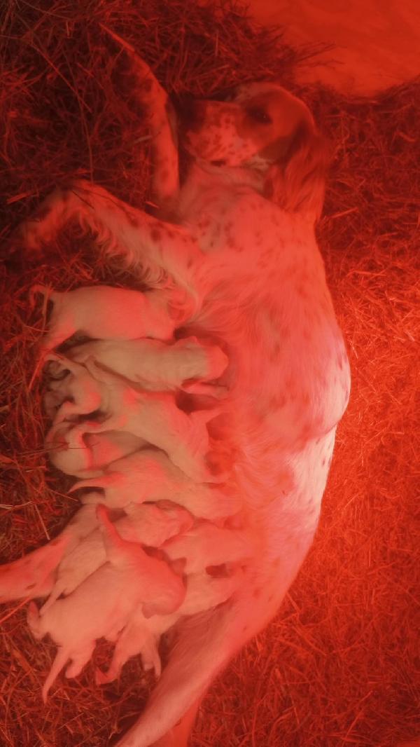 SETTER PUPPIES FOR SALE English Setter