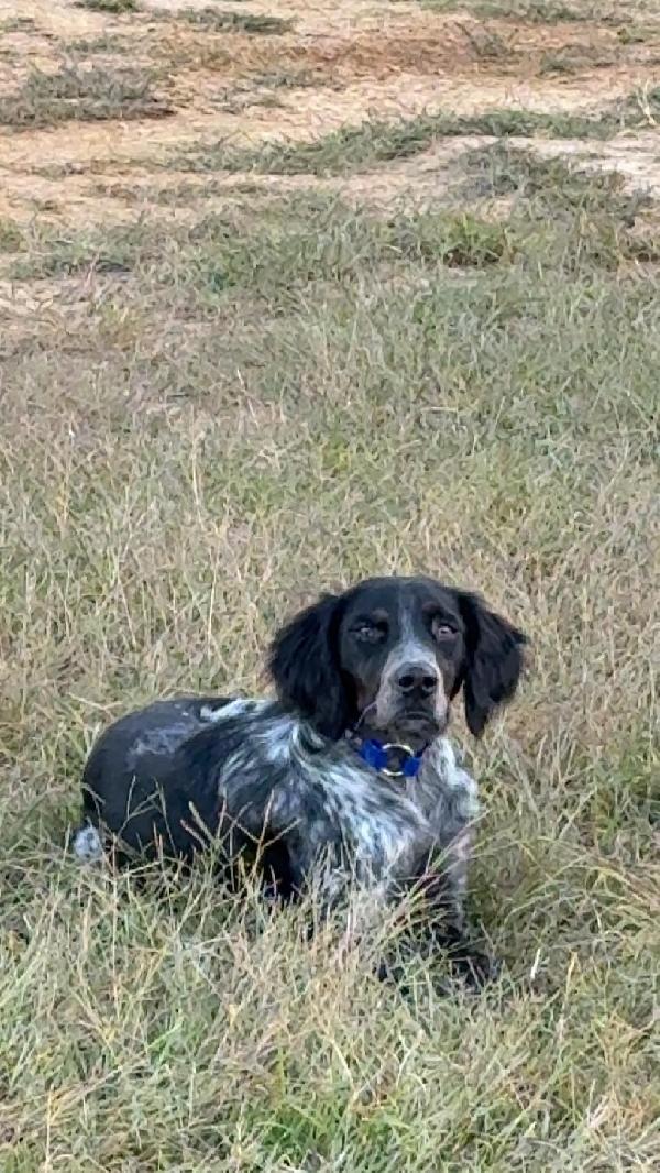 BRITTANY INTACT MALE – BLUE ROAN American Brittany