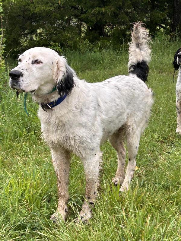 QUALITY ENGLISH SETTER MALE English Setter