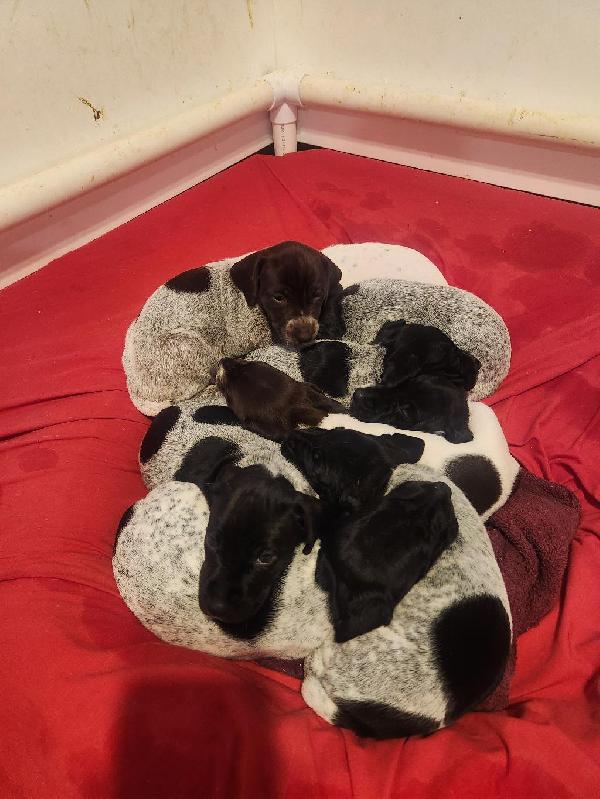 GERMAN SHORTHAIR PUPPIES German Shorthaired Pointer