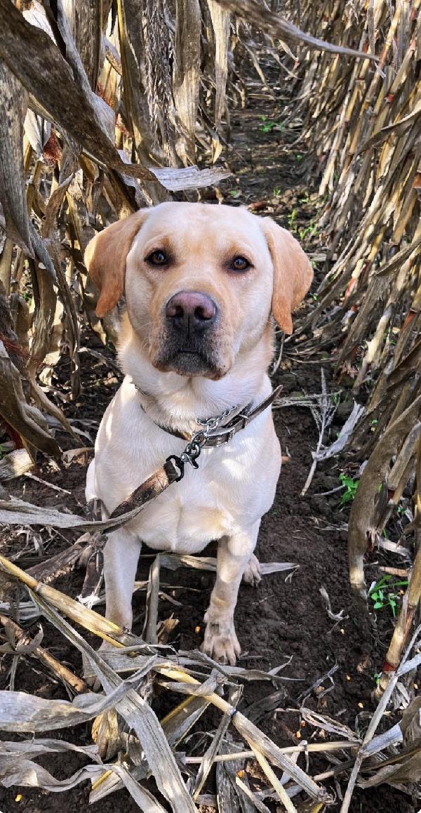 THE PERFECT STARTED SEASONED RETRIEVER! Labrador Retriever