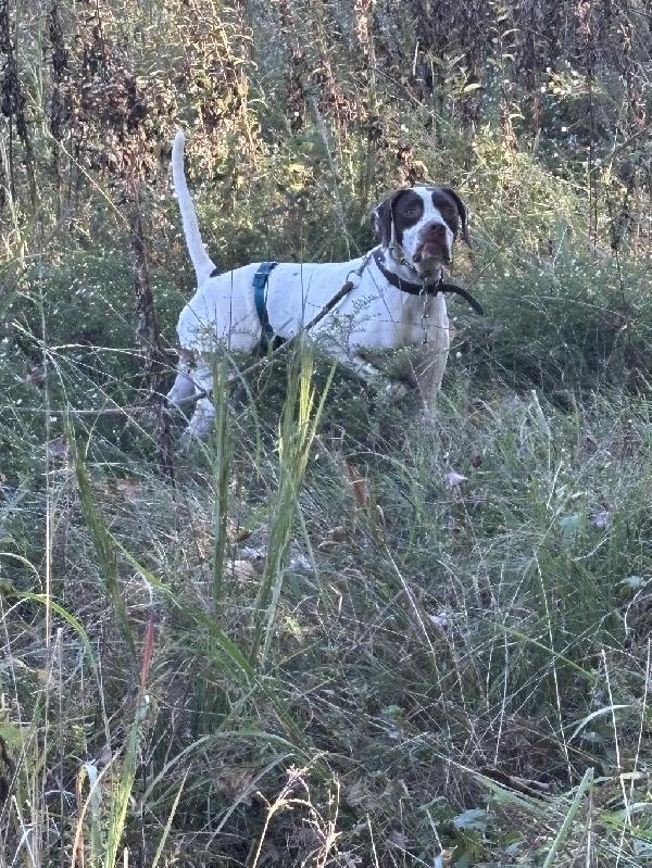 ENGLISH POINTER English Pointer