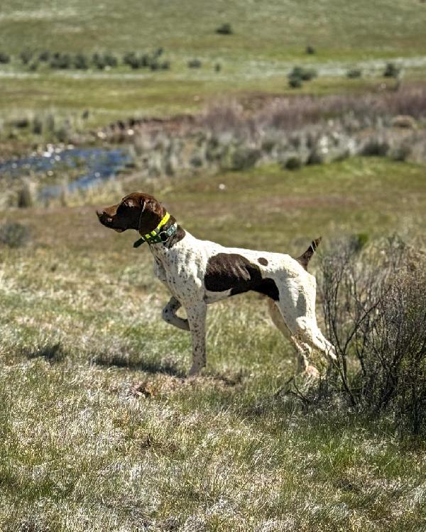STARTED GSP German Shorthaired Pointer