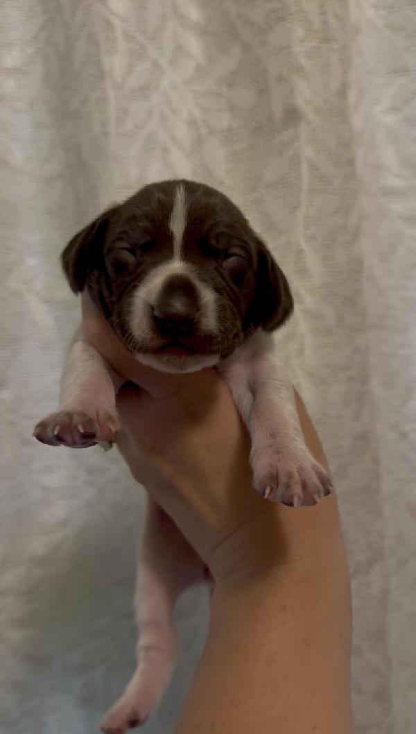 GSP PUPPY German Shorthaired Pointer