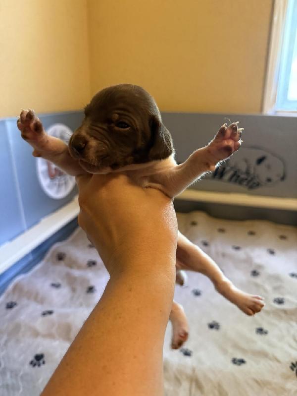 GSP PUPPY German Shorthaired Pointer