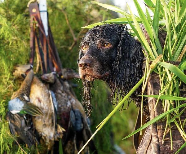 BOYKIN PUPPIES Boykin Spaniels