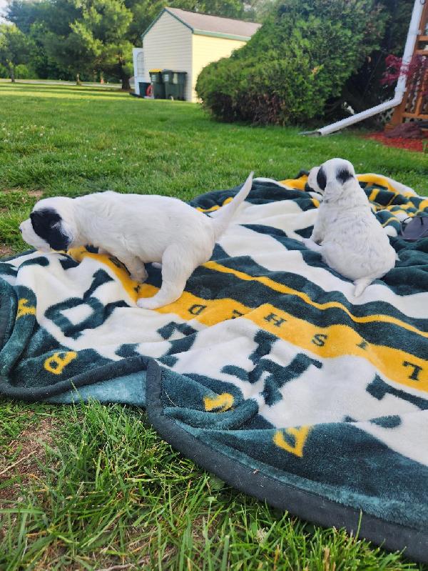 ENGLISH SETTER PUPPIES English Setter