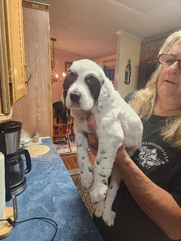 ENGLISH SETTER PUPPIES English Setter