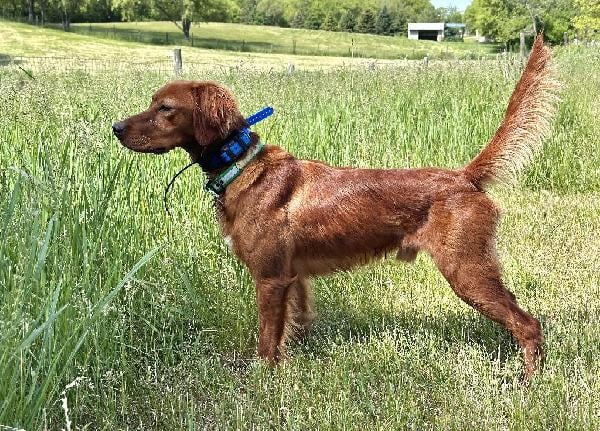 RED SETTER PUPPIES Irish Setter