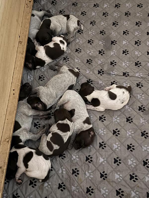 GERMAN SHORTHAIR POINTER PUPPIES German Shorthaired Pointer