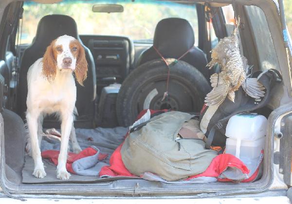 ENGLISH SETTER PUPS FOR SALE English Setter