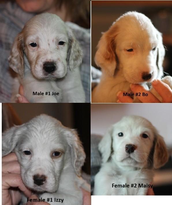 ENGLISH SETTER PUPS FOR SALE English Setter