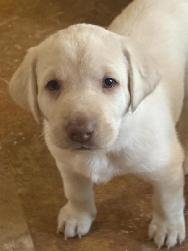YELLOW FEMALE LABRADOR RETRIEVER PUPPY Labrador Retriever