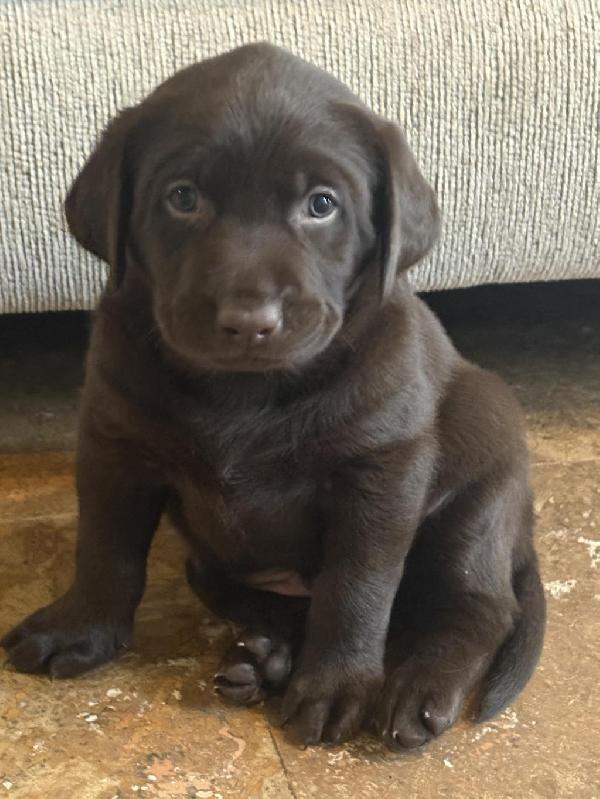 CHOCOLATE MALE LABRADOR RETRIEVER PUPPY Labrador Retriever