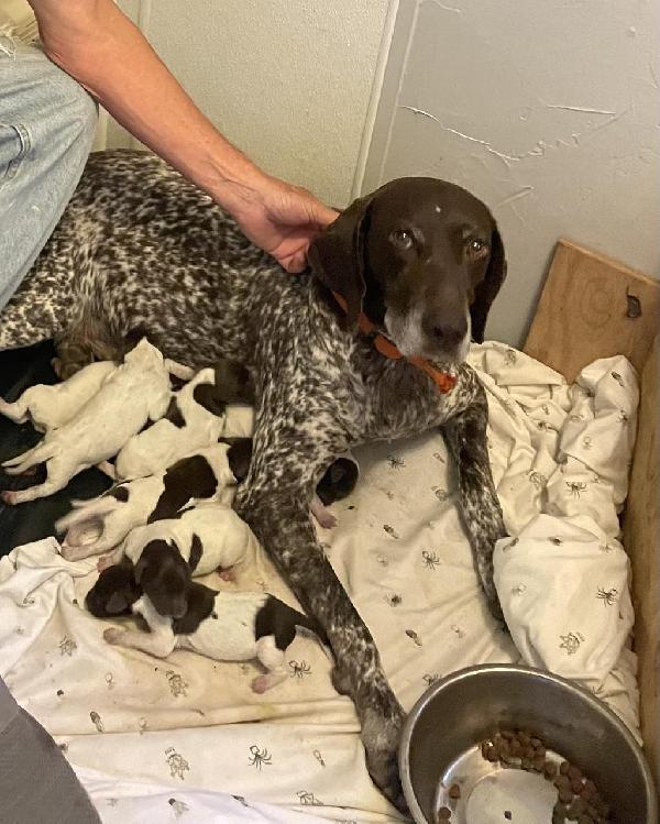 AKC GSP PUPPIES FOR SALE (MORE PICS TO COME) German Shorthaired Pointer