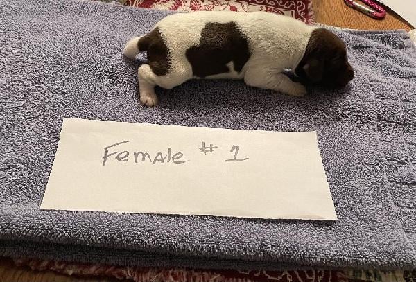 AKC GSP PUPPIES FOR SALE German Shorthaired Pointer