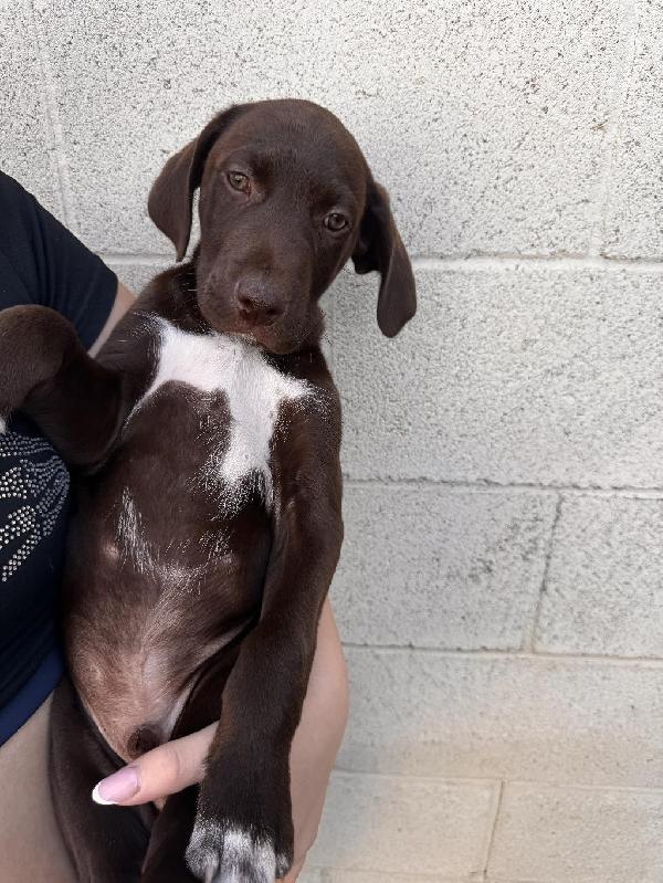 BANDIT German Shorthaired Pointer