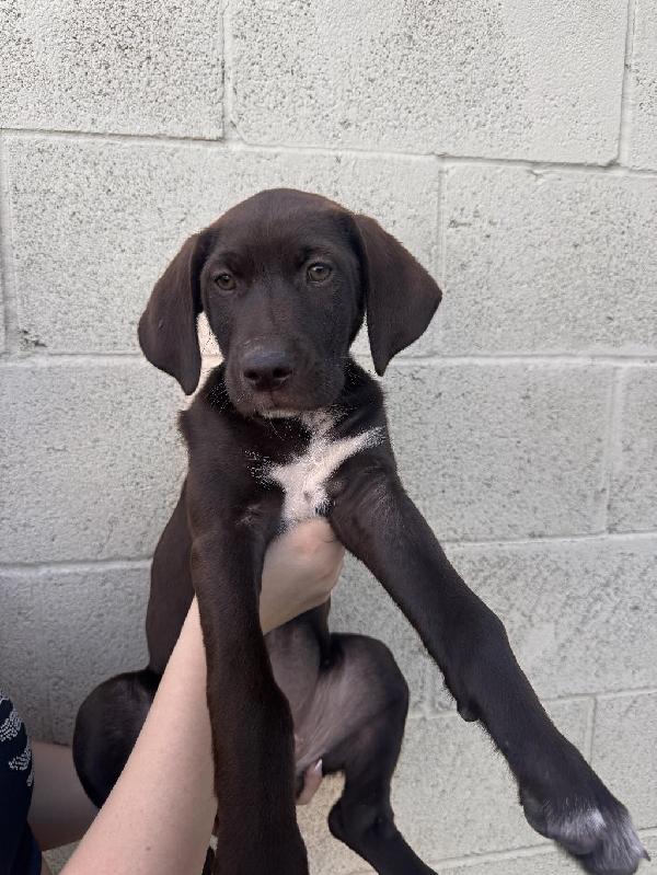 COCO German Shorthaired Pointer