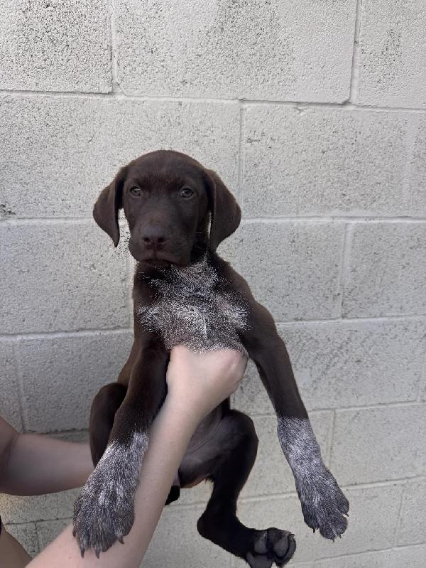 SOCKS German Shorthaired Pointer