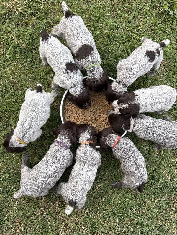 WIREHAIRED POINTING GRIFFON Wirehaired Pointing Griffon