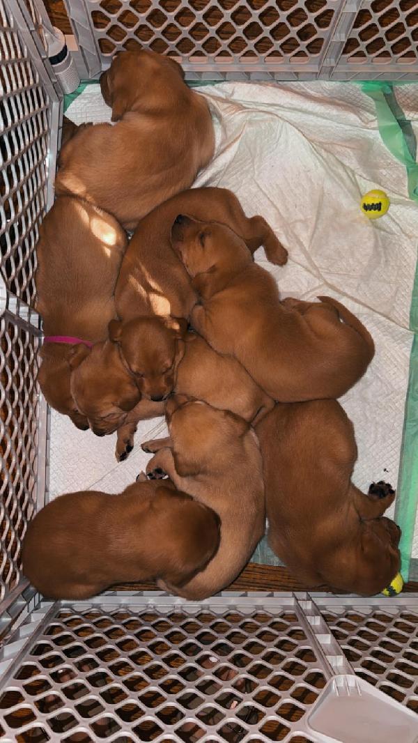 AKC/UKC LABRADOR RETRIEVERS Labrador Retriever