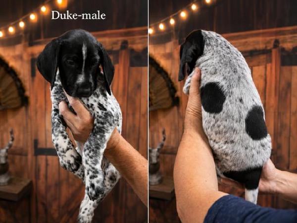 GERMAN SHORTHAIRED POINTERS German Shorthaired Pointer