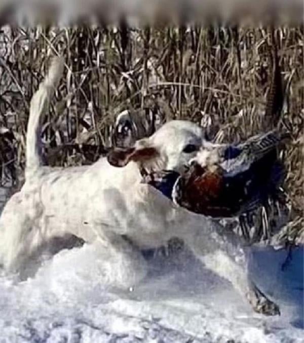 SETTER FOR SALE English Setter