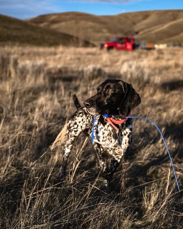 HAVANNA German Shorthaired Pointer