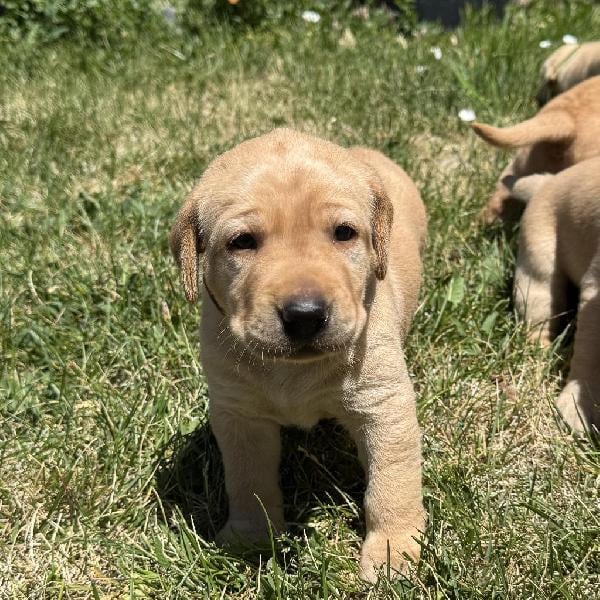 AKC YELLOW & FOX RED LAB PUPPIES Labrador Retriever