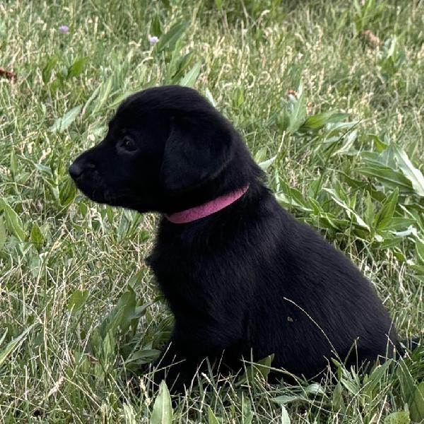 TOP-TIER AKC LAB PUPPIES Labrador Retriever