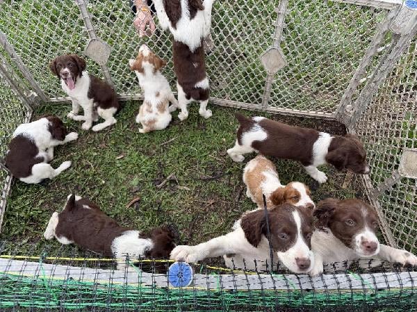 BRITTANY PUPS LOOKING FOR FOREVER COMPANIONS! American Brittany