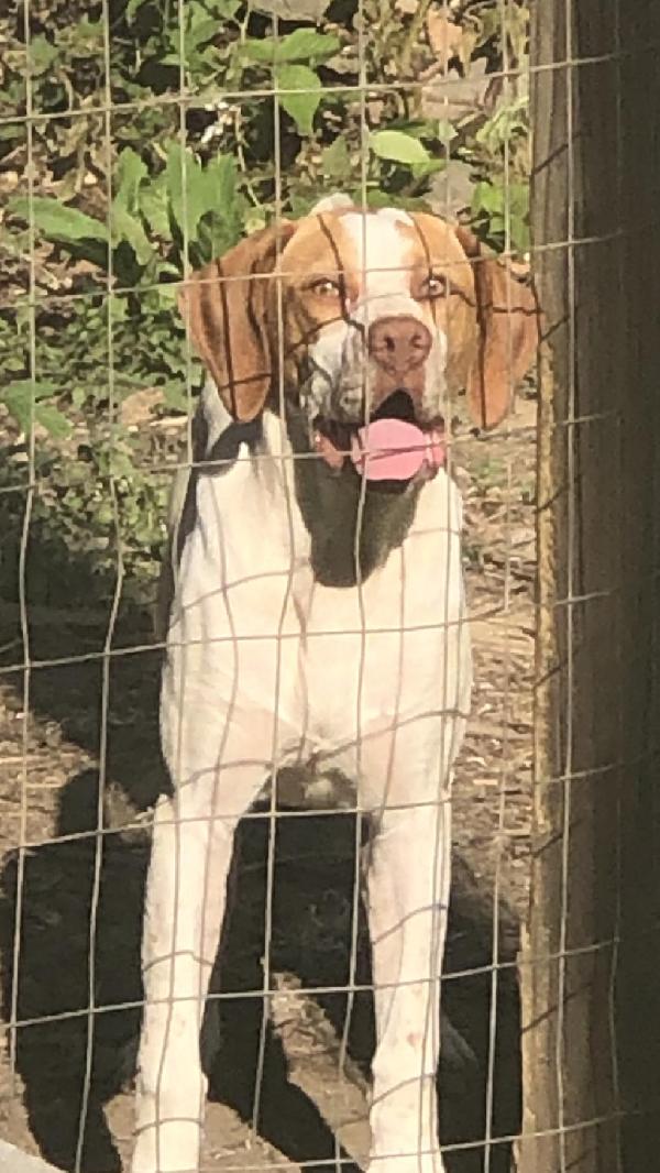ELHEW ENGLISH POINTER English Pointer