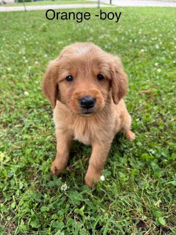GOLDEN RETREIVER PUPPIES Golden Retriever